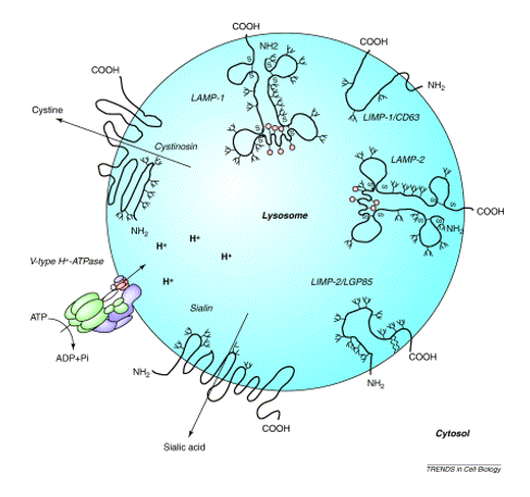 __glycosylation__

* the endosome membrane needs to be protected from degradation
* inner surface of membrane is glycosylated
* forms a sugar shell coating (**glycocalyx**)
* enzymes to form this come from Golgi

\
__acidification__

* **ATPase** proton pumps in the endosome membrane pump **H+** in
