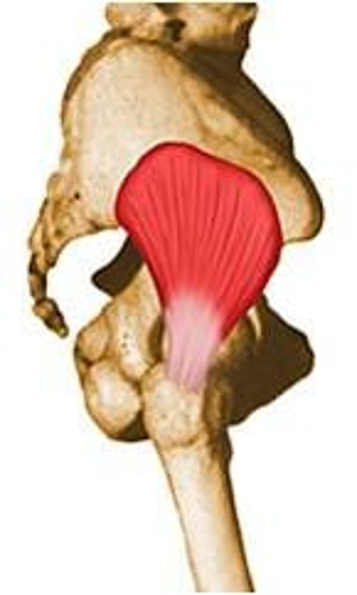 <p>Gluteal surface of the ilium between anterior and inferior gluteal lines</p>