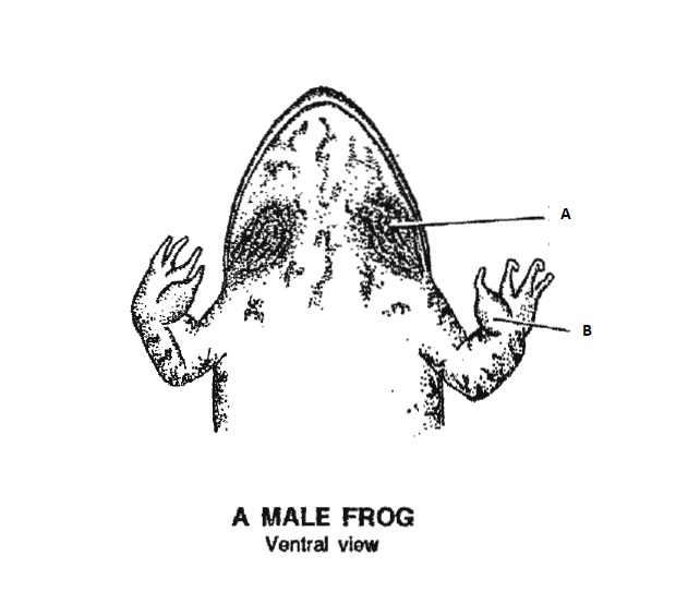 <p>MALE FROG: A AND B</p>