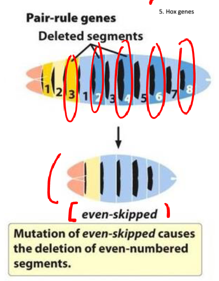 <p>-affect the development of pairs of segments and turn on next gene</p><p>-act in more narrow regions that do gap genes</p><p>-alternating (turn on the next)</p><p>-zygotically expressed</p><p>-function: define individual segments</p>