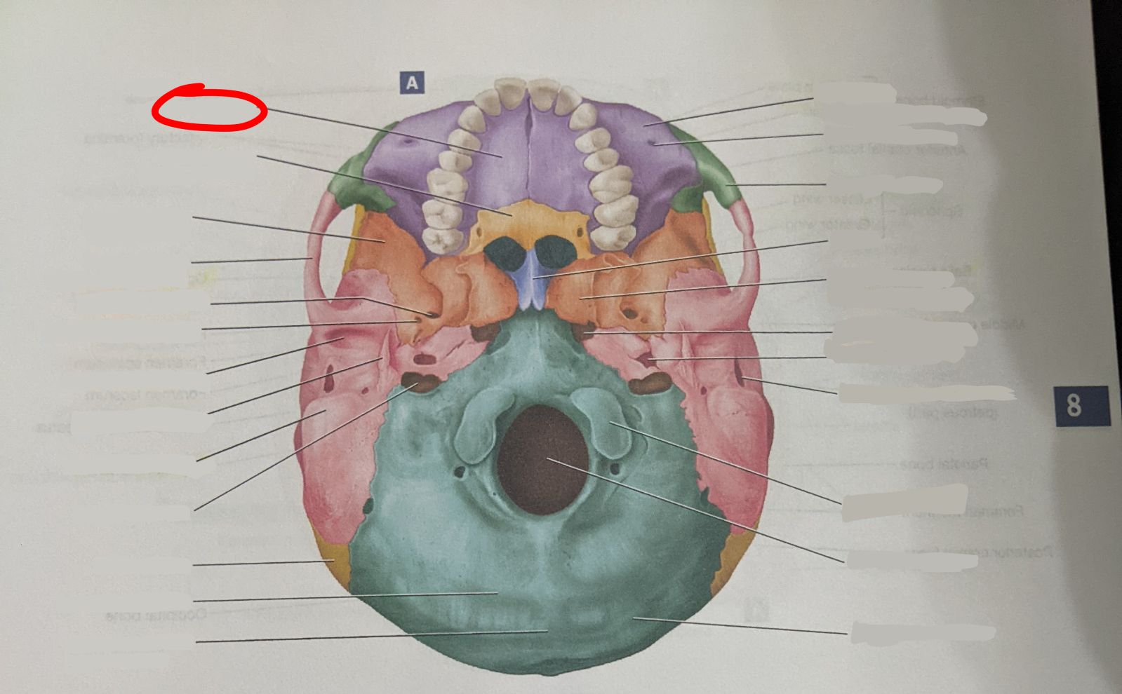 knowt flashcard image