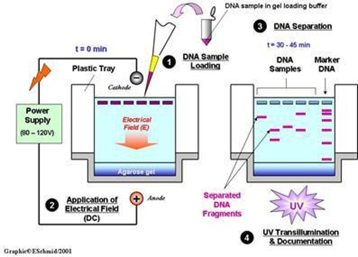 <p>Medium for electrophoresis of nucleic acids.</p>