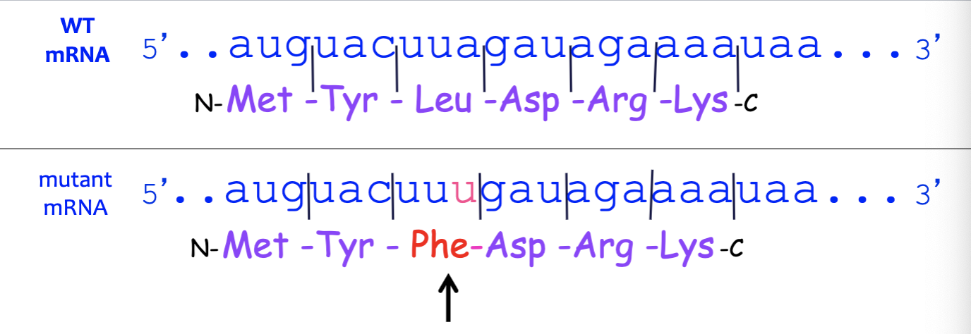 <p>what type of mutation?</p>