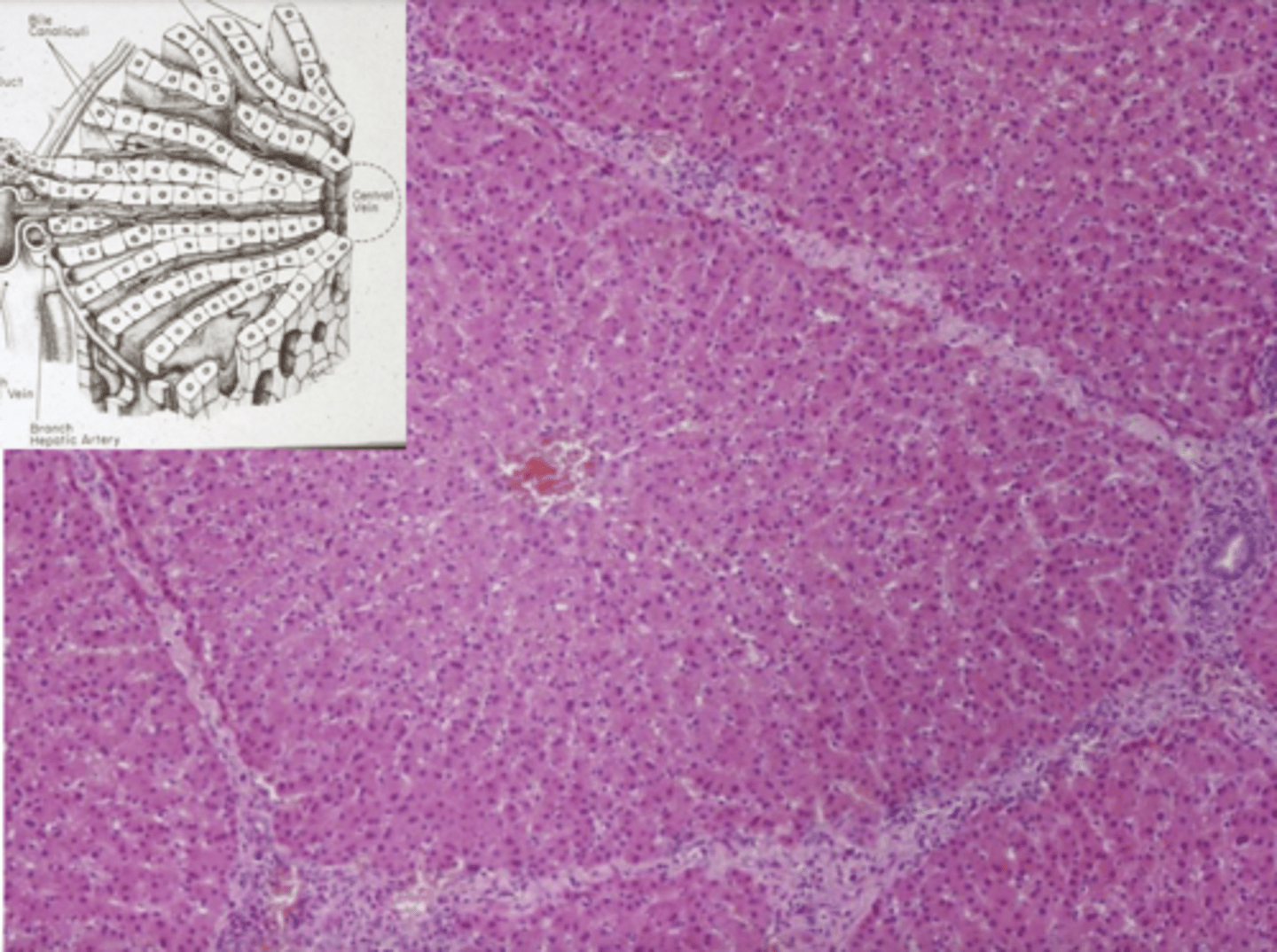 <p>this is the ______ (organ) of a _______ (animal)</p>