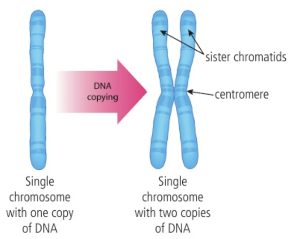 <p>After replication, each chromosome consists of two chromatids held together until anaphase</p><ul><li><p>DNA replication must occur before cell division → Ensure each new cell contains complete set of DNA</p></li><li><p><strong>Chromatids</strong> = Attached a <strong>centromere</strong>; Two sisters → Chromosome</p></li></ul><p></p>