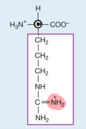 <p>Arginine (Positive)</p>