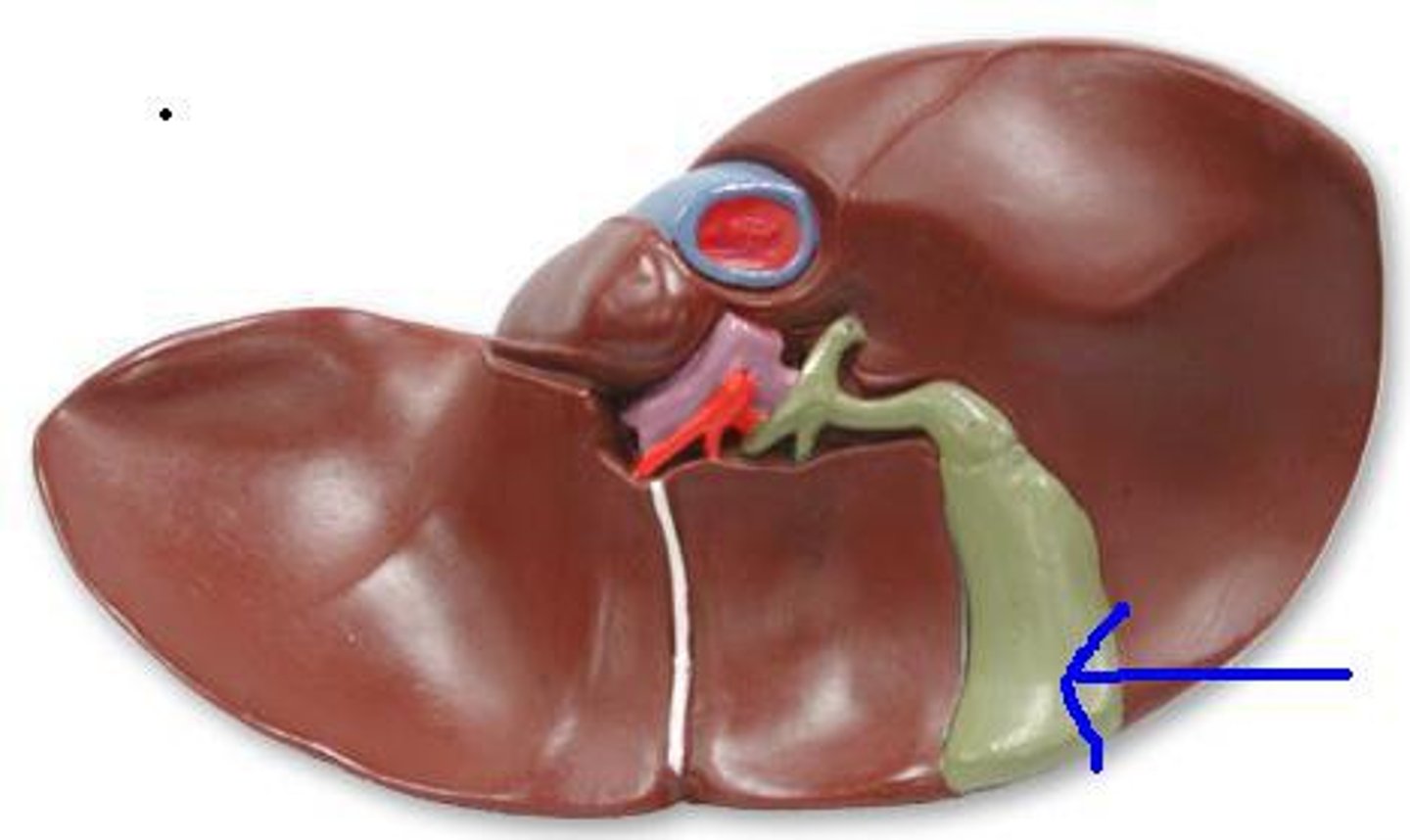 <p>Depression</p><p>- Bottom right side of H</p><p>- Where the gallbladder would sit</p>