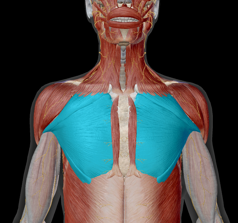 <p>name the muscle + action</p>