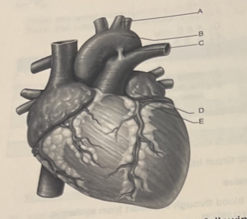<p>Identify the letter that indicates the largest artery of the body</p>
