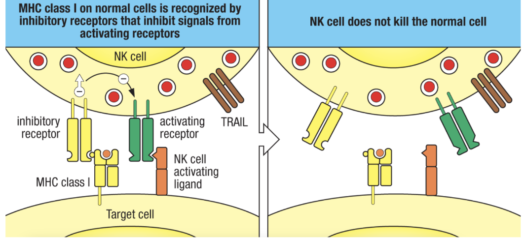 <ul><li><p>inhibitory receptors</p><ul><li><p>recognize ligands highly expressed by most healthy self cells</p></li><li><p>these ligands can be downregulated in infected/stressed cells</p></li><li><p>MHC-I should be expressed by all nucleated cells</p></li></ul></li></ul><p></p>