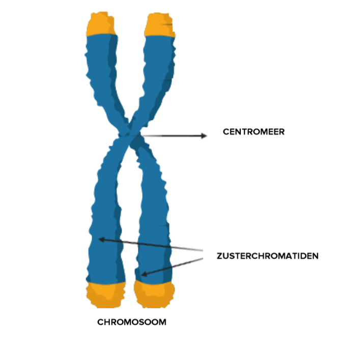 <p>Wanneer worden chromosomen gedupliceerd?</p>