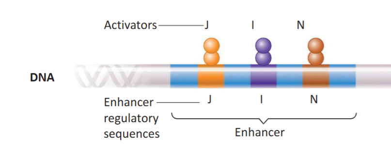 <p>A protein that must bind to a DNA sequence promoter proximal region to increase the transcription of target genes. Works when activated by getting DNA polymerase to bind more efficiently to the promoter, but gene expression is not possible until all specific activators are bound to their specific enhancer regulatory sequences (a form of coordinate regulation).</p><p>Often used to amplify the creation of needed protein blueprints (mRNA), making transcription more efficient for the specific situation a prokaryote may be in and need.</p><p>Ex. CAP protein activated with cAMP</p>