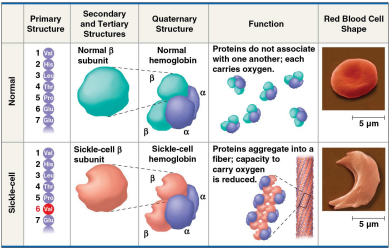 <p>Sickle-cell disease</p>