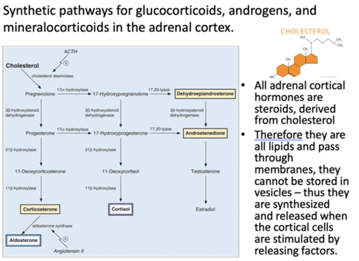 <p>cholesterol</p>