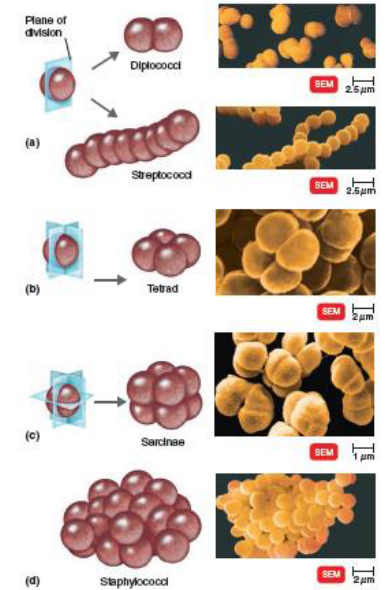 <p>diplo: pair</p><p>strepto: chain</p><p>tetrad: group of 4</p><p>sarcinae: cube of 8</p><p>staphylo: grape</p>