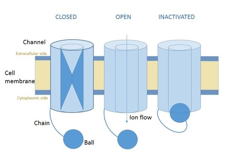 The potassium channel is an integral membrane protein that facilitates the diffusion of potassium ions out of the cell.

The channel has a "ball and chain" gate mechanism that will only open the channel for potassium movement when a specific cell voltage is reached.