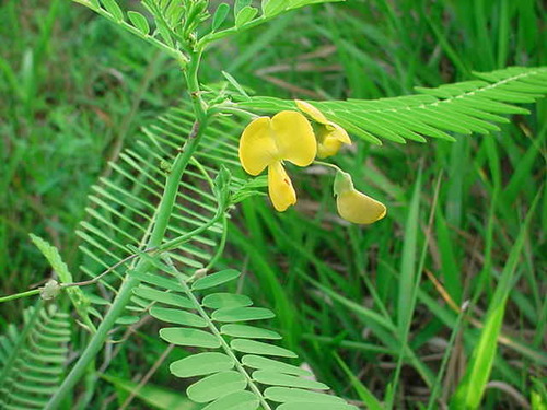 What is this plant? (hint: long pods)