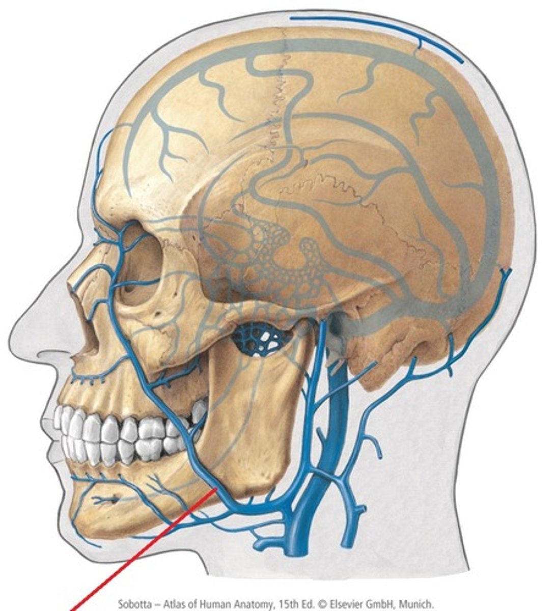 <p>Ansluter till vena jugularis interna.</p>