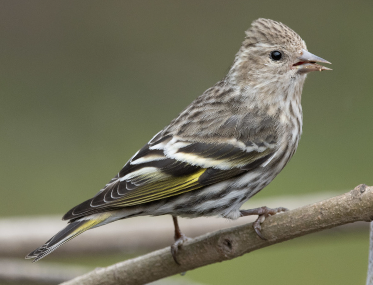 <p>What is this bird?</p>