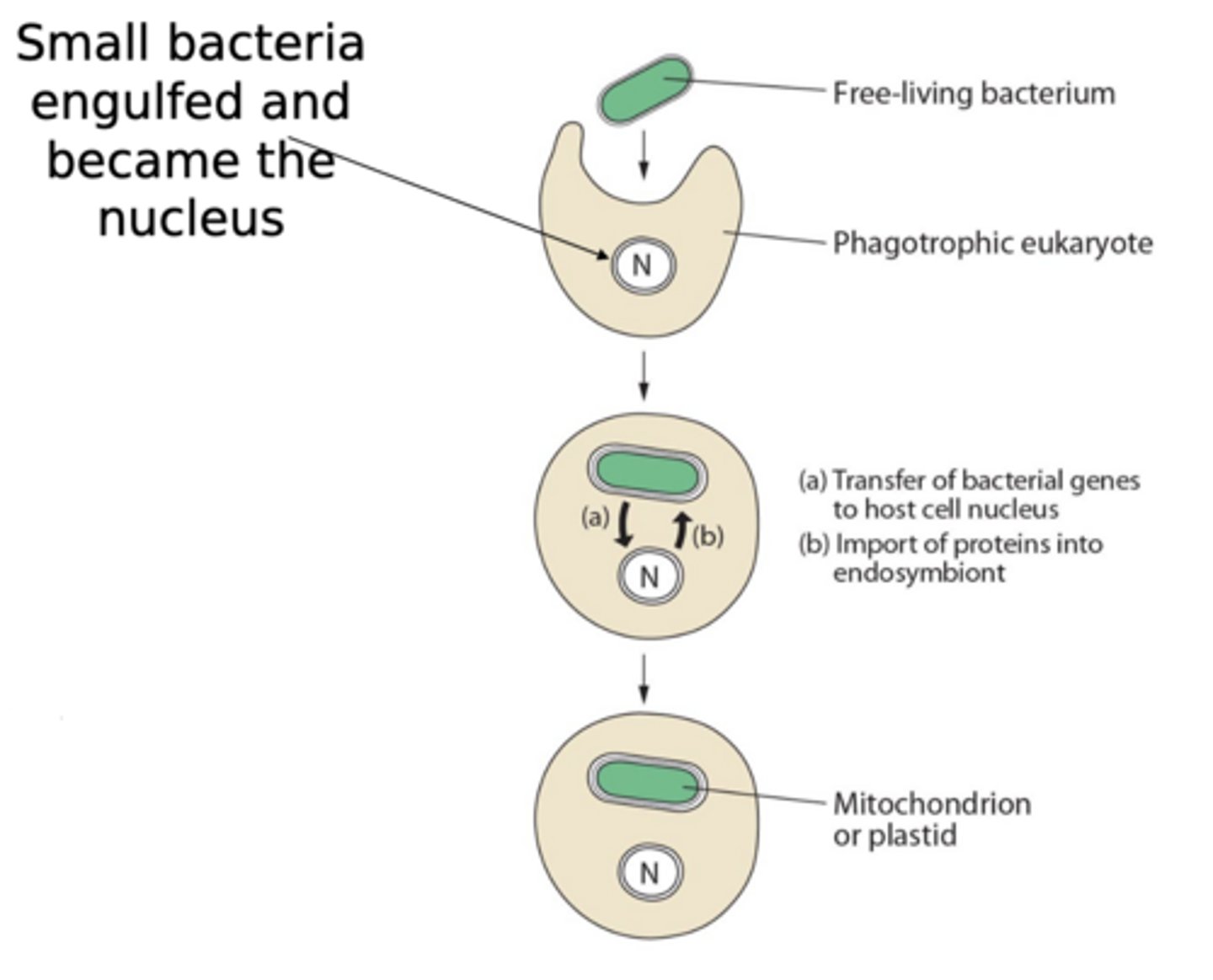 <p>ingested cyanobacterial cells become primary plastids having 2 plastid membranes; seen in red algae, green algae, and glaucophytes</p>