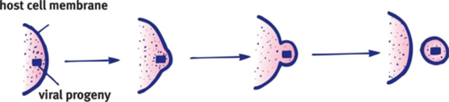 <p><u>Viruses</u></p><p>The process of releasing virions by fusing with the plasma membrane of the host cell; keeps the host cell alive, and thus allows for the continued use of the host cell by the virus</p>