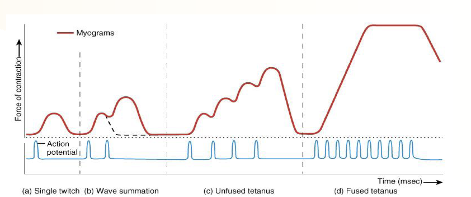 <p>a. <u>Single twitch:</u> a normal action potential occurs</p><p>b. <u>Wave summation:</u> a second action potential is generated near the end of the first, leading to increased force and time of contraction</p><p>c. <u>Unfused tetanus:</u> more consecutive action potentials are generated, leading to more force and increased time of contraction</p><p>d<u>. Fused tetanus:</u> a smooth even contraction occurs due to rapid generation of multiple action potentials, leading to a plateau force that eventually declines </p>