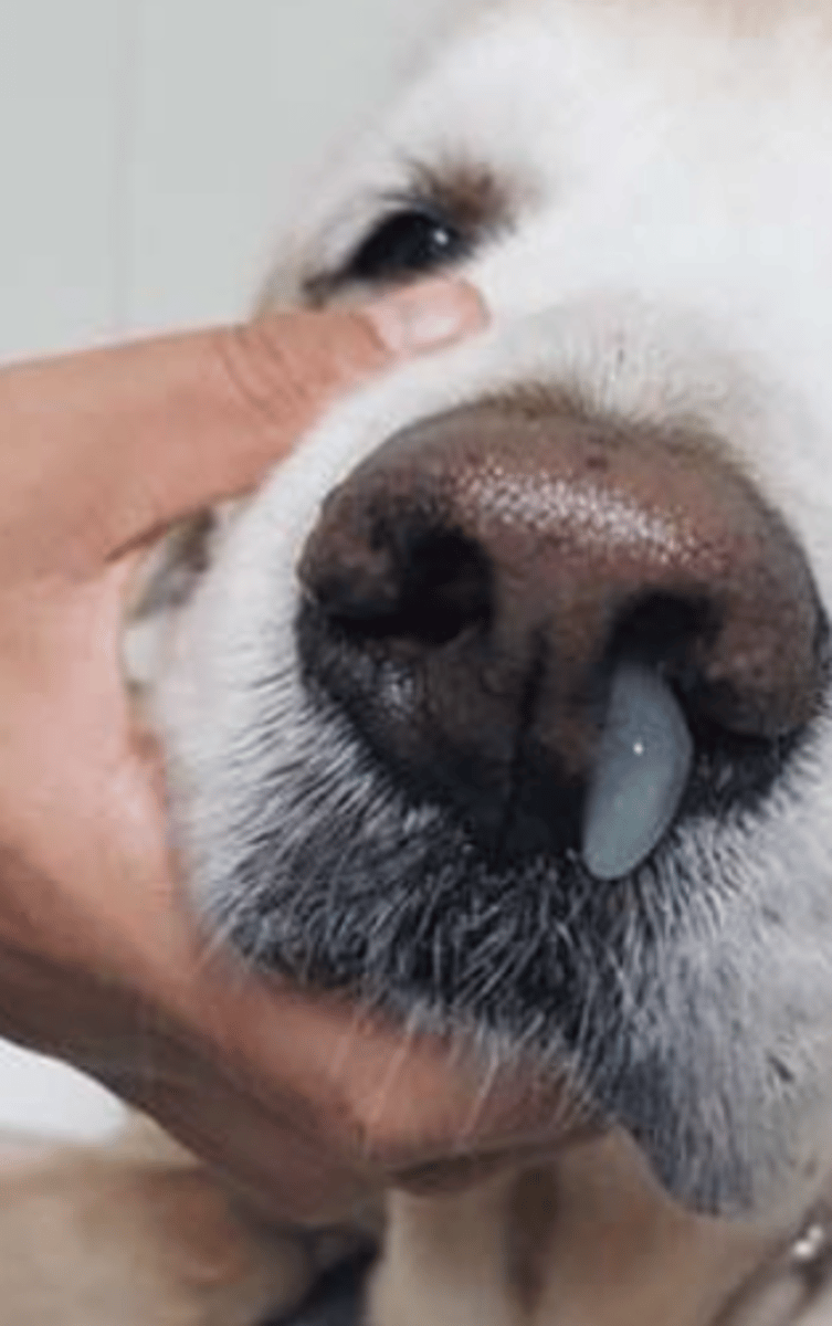 <p>what is this discharge called?</p>