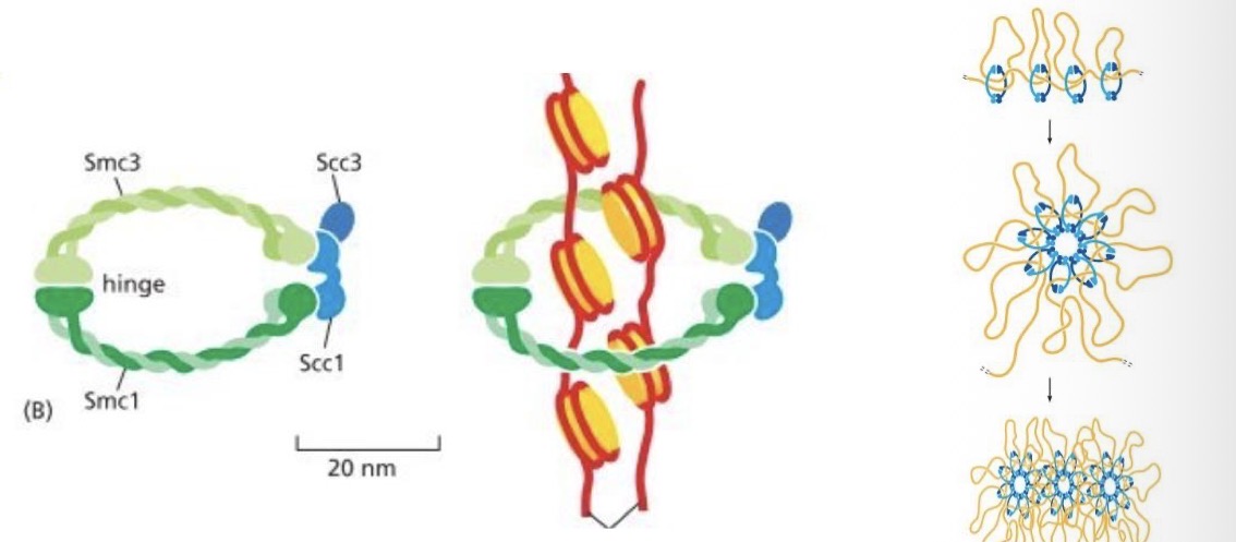 <ul><li><p>special proteins</p></li><li><p>Formed after replication</p></li><li><p>Keep chromatids together</p></li></ul><p></p>