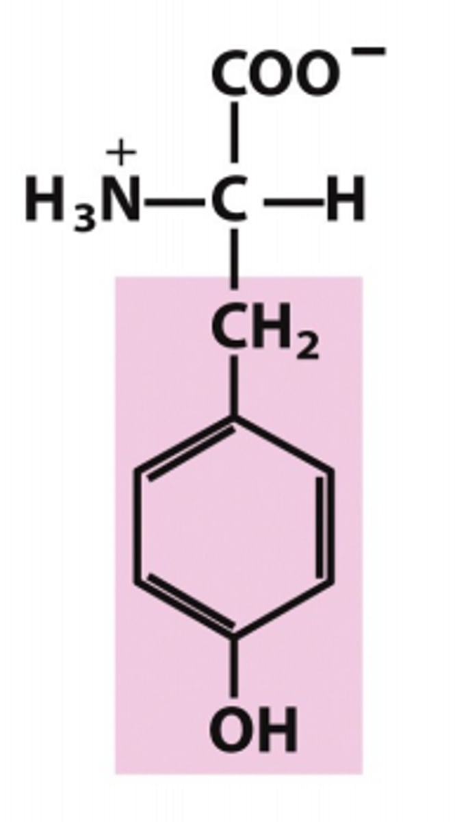 <p>Name the amino acid</p>