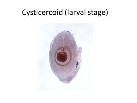 <ol><li><p>Eggs pass in feces — direct life cycle – only tapeworm that does not need intermediate host​</p></li><li><p>Swallowed by host, hexacanth enters villus of small intestine​</p></li><li><p>Matures into nontailed cysticercoid​</p></li><li><p>Moves back to lumen, attaches to lining and matures to adult stage</p></li></ol><p></p>