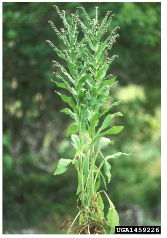 <p>houndstongue</p><p><strong><u>● Biennial forb</u></strong></p><p>● Purple flower</p><p></p><p>● Reproduces by seed</p><p></p><p>● Stem is erect, stout, heavy,single flowering stem.</p><p></p><p><strong><u>● Thick, black woody taproot.</u></strong></p><p></p><p><strong>●<u> Seeds 1/3 in long with, with outer surface covered with short barbs.</u></strong></p><p></p><p>● Contains alkaloids (may cause liver cells to stop reproducing).</p>