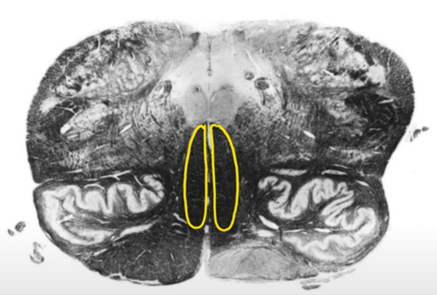 <p>ID the structure</p>