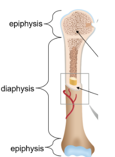 <p>Diaphysis</p>