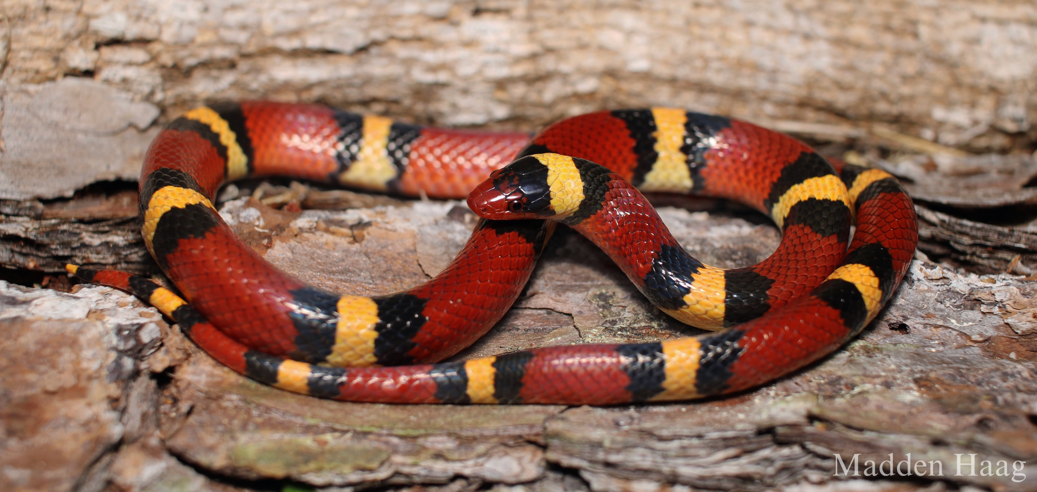 <p>Family: Colubridae</p><p>Latin: Lampropeltis elapsoides</p><p>Scarlet Kingsnake</p>
