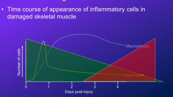 <p>-within a day post damage, neutrophils locate to the area</p><p>-these are basically tiny cells from blood that kind of mark as site for inflammation</p><ul><li><p>they tend to overgeneralize the area of damage, so cause bigger damage than what is actually there</p></li></ul><p>-this signals the macrophages to then come in</p><p>-so neutrophils peak at beginning, and macrophage then slowly rises and stays elevated</p>