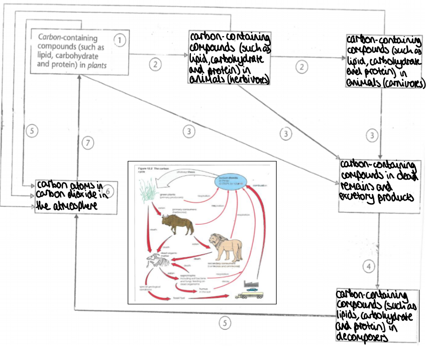 <p>carbon containing compounds in plants → carbon containing compounds in herbivores → carbon containing compounds in carnivores → carbon containing compounds in dead remains and excretory products → carbon containing compounds in decomposers → carbon atoms in carbon dioxide in the atmosphere from respiration</p>