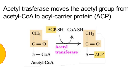 <p>Transferase (fatty acid anabolism)</p>