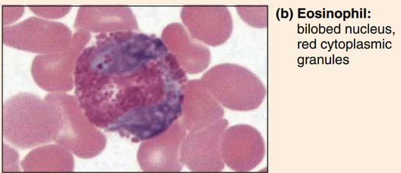 <ul><li><p>bilobed nucleus, orange-pink granules </p></li></ul><p></p>