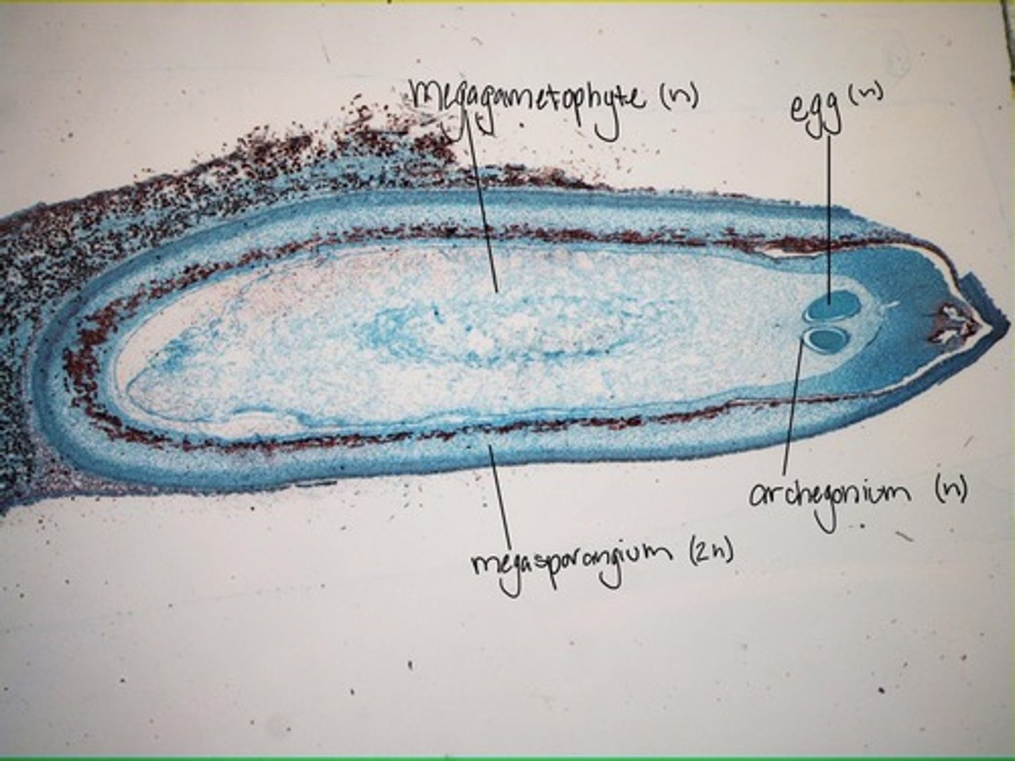 <p>A.k.a ovulate/seed cones</p>