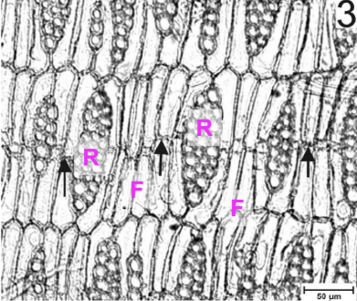 <p>What type of section is this?</p>