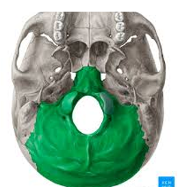 <ul><li><p>posterior portion of the skull and base of cranium</p><ul><li><p>articulation = parietal, temporal, and sphenoid bone</p></li><li><p>contains <strong>magnum foramen (passage of spinal cord)</strong></p></li><li><p>condyles are in articulation with the atlas </p></li></ul></li></ul><p></p>