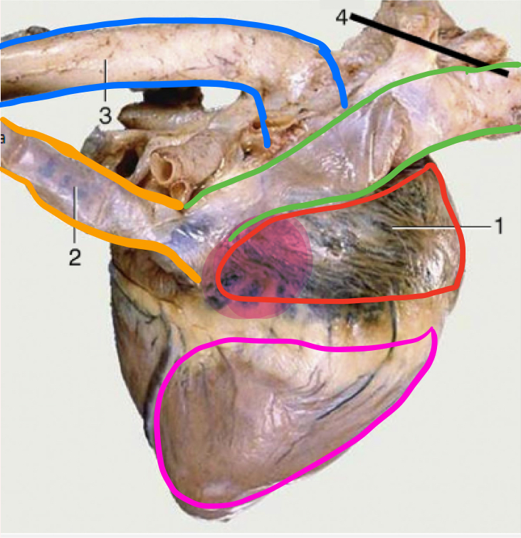 <p>Atrial surface</p>