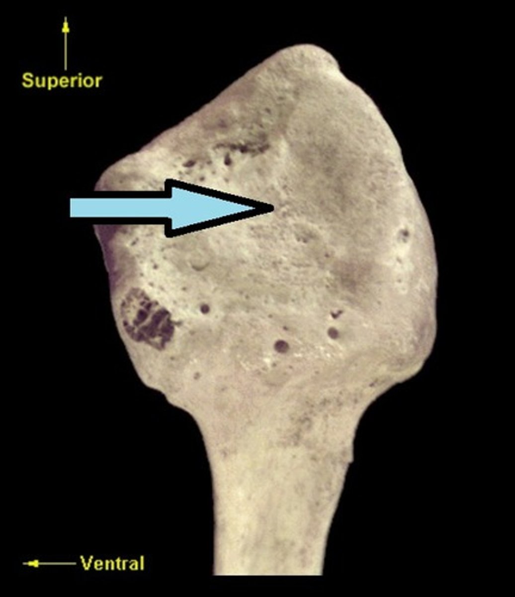 <p>round, flat, medially oriented surface that corresponds to a similar surface on the lateral proximal TIBIA</p>