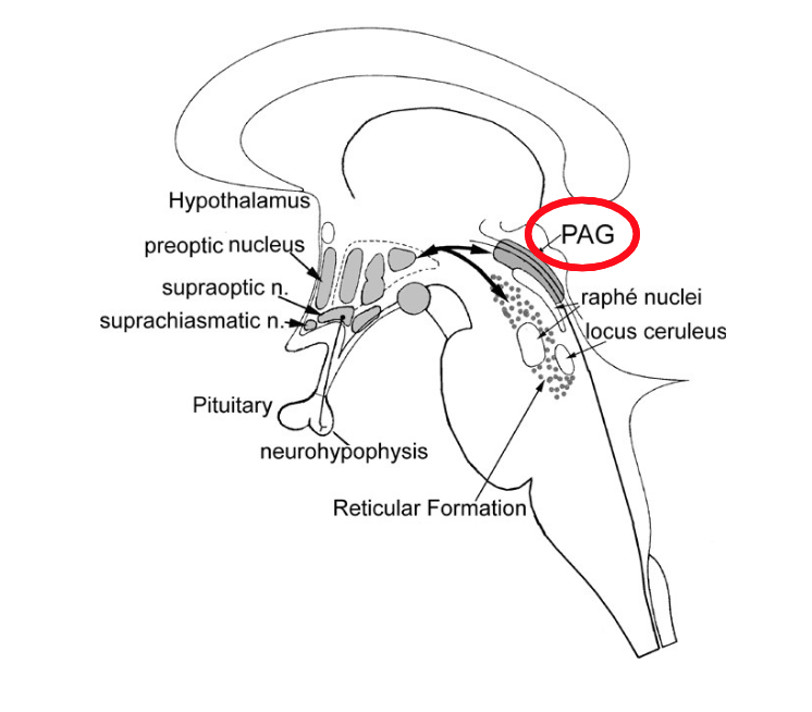 <p>How is the PAG in control for all of the “fight (rage) responses?”</p>