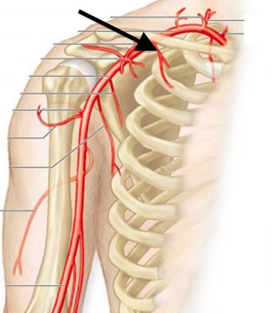 <p>branch off 1st part of axillary artery, goes through space between 1st and 2nd ribs</p>