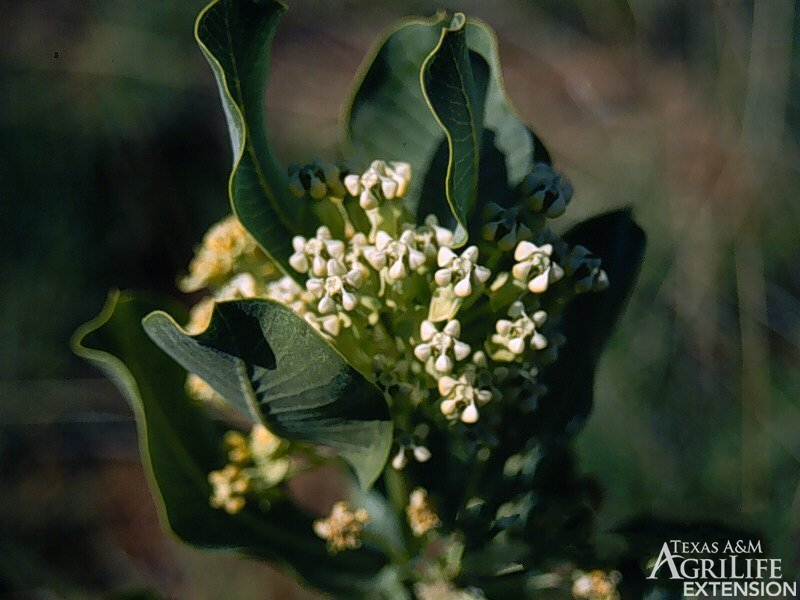 Broadleaf milkweed
