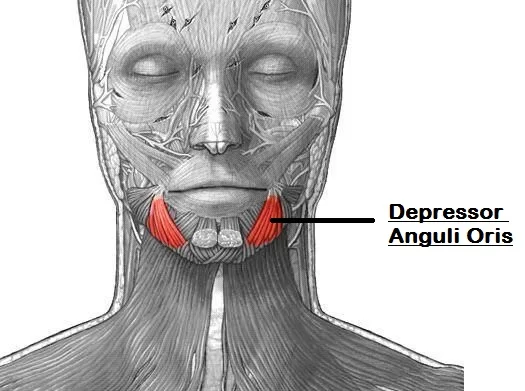 <p>Aids in frowning by pulling down the edges of the lips, located below the corners of the mouth.</p>