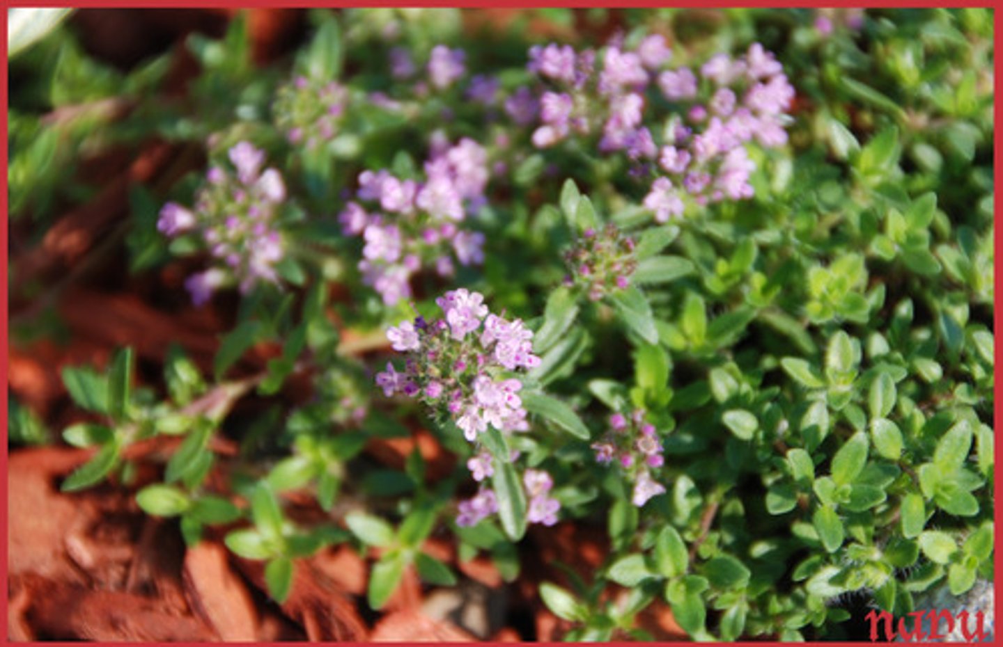 <p>square stems; opposite leaves; bilabiate flowers</p><p>leaves: itty bitty; glaborous; shiny</p><p>special notes: edging/groundcover;</p>