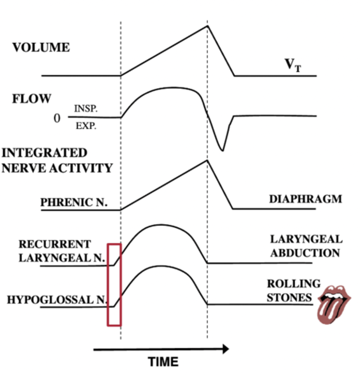 <p>because they create a permissive area to decrease the resistance to make it easier for the bigger muscles, such as the diaphragm to contract</p>