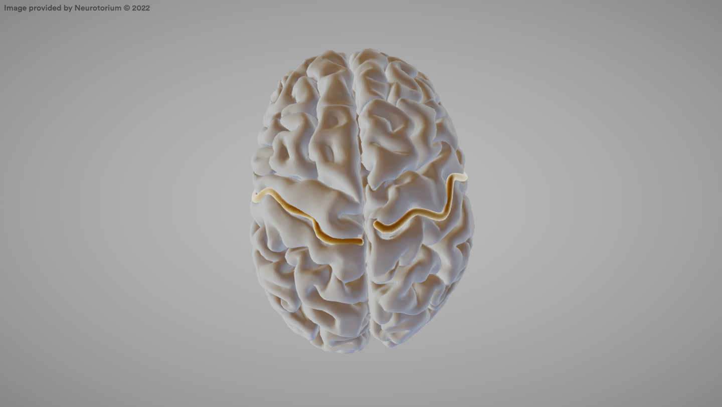 <p>A major groove in the cerebral cortex that separates the frontal and parietal lobes.</p>
